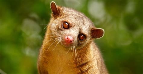 Kinkajou Pictures - AZ Animals