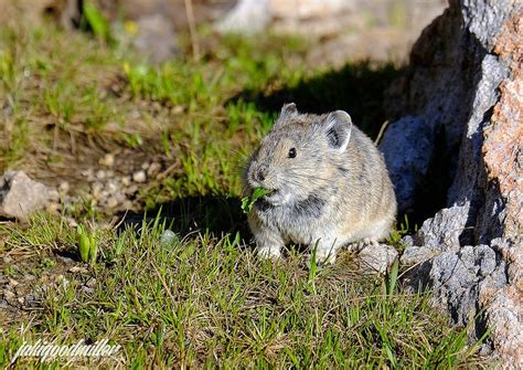 Colorado Pika Colorado Travel, Pika, Animal Photography, Animal Kingdom ...