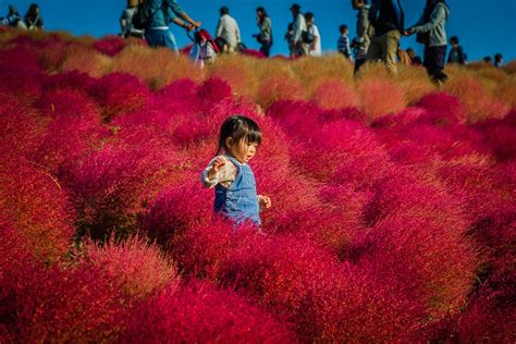 Autumn 2014: Cosmos & Kochia at Hitachi Seaside Park – Lakbayer