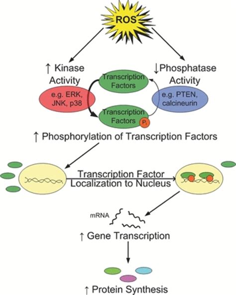 Illustration Of The Interaction Of Kinases And Phosphatases In The