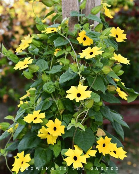 How To Grow Black Eyed Susan Vine Growing In The Garden