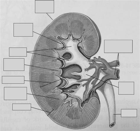 Urinary System Lab Flashcards Quizlet