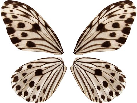 Download Patterned Butterfly Wings Symmetry | Wallpapers.com