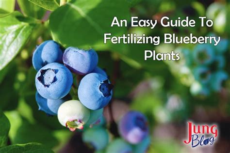 Easy Guide To Fertilizing Blueberry Plants Jung Seeds Gardening Blog