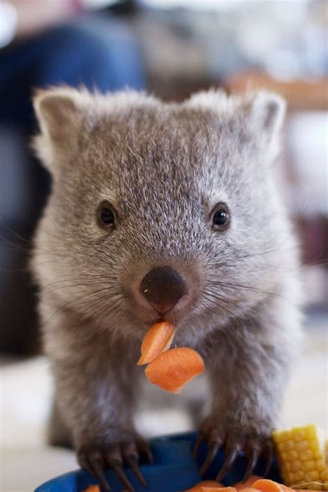 "Did someone say long weekend?!" What... - Bonorong Wildlife Sanctuary ...