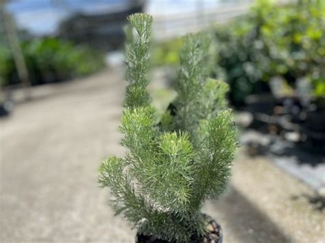 Adenanthos sericeus Platinum PBR | Wholesale Nursery - Nurseries in ...