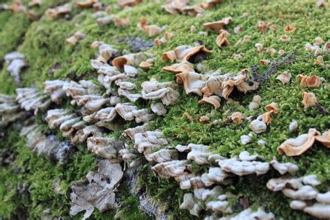 Free Images Tree Nature Forest Leaf Stump Flower Moss Autumn