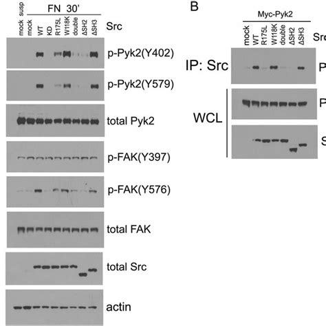 Analysis Of Proteins Domains Of Src Involved In Pyk2 Download