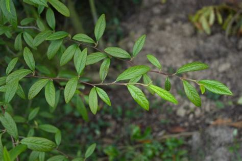 Cotoneaster Cornubia Growing Guides