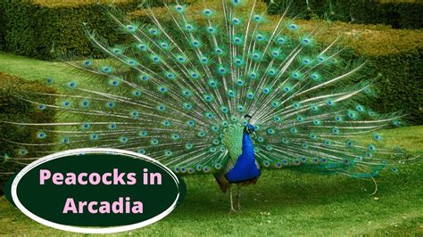 Hundreds Of Peacocks At Arcadia In Los Angeles California America