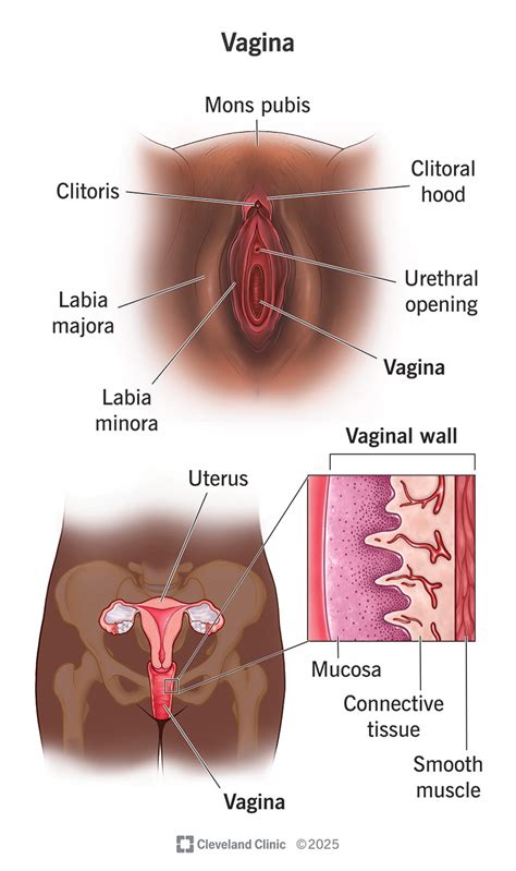 How Far Can A Vagina Stretch Best Sale Smarys Org