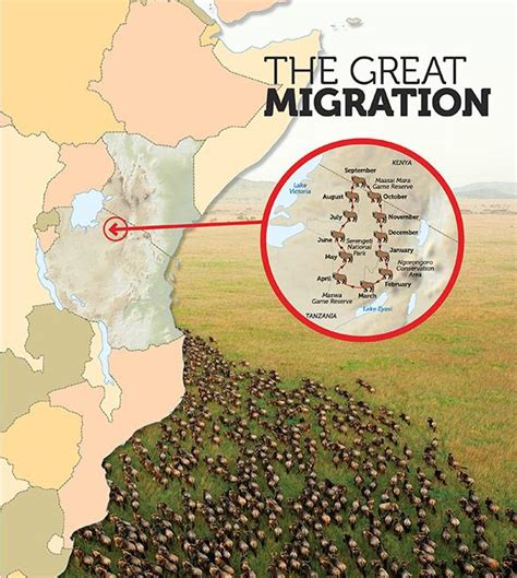 witness  great migration africas annual wildebeest journey