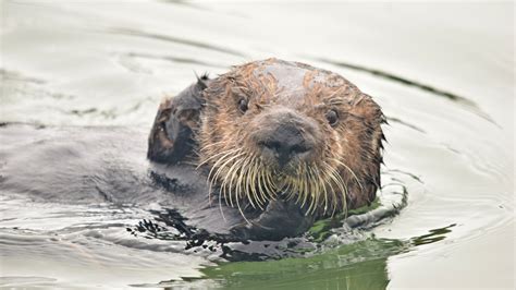 Sea Otters Once Hunted To Near Extinction Are Preventing Coastal