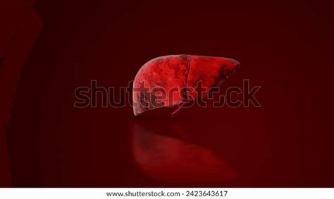 Human Liver Anatomy Medical 3d Animation Photos and Images | Shutterstock