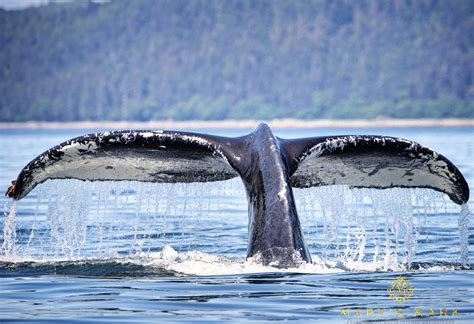 Breaching Humpback Whale Mary S Mark Photography