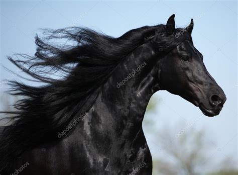 Gorgeous friesian stallion with long mane running on pasturage Stock ...