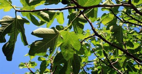 Folhas De Figueira Receita Natural Contra Doen As