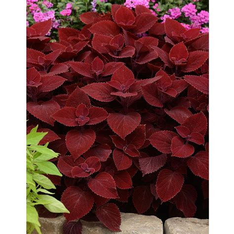 Coleus Ruby Slipper White Flower Farm