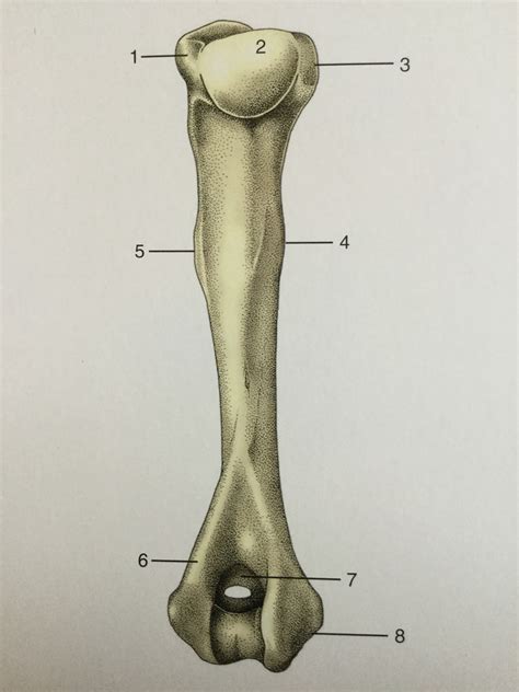 Canine Humerus Diagram Quizlet