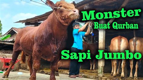 GUEDE GANTENG SAPI JUMBO MONSTER QURBAN BARU MASUK KANDANG LAKU YouTube