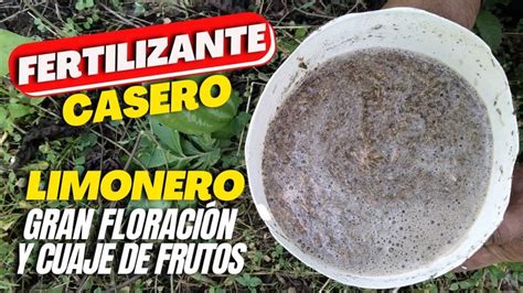 GRAN FLORACIÓN y CUAJE de FRUTOS en tu LIMONERO Aplica este POTENTE