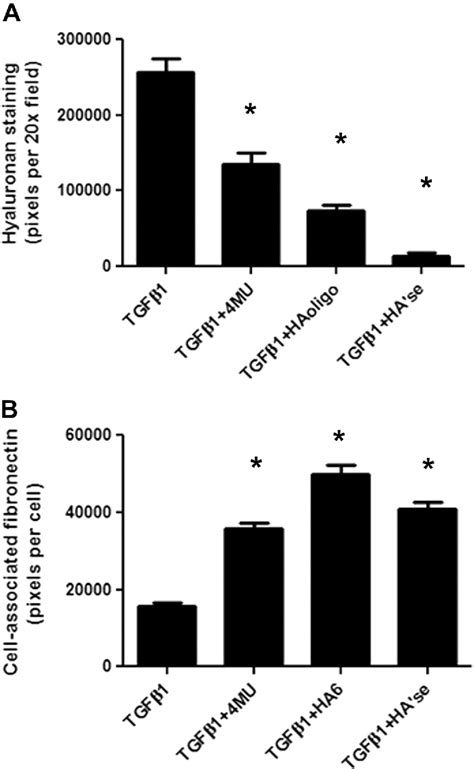 Figure From Hyaluronan Controls The Deposition Of Fibronectin And