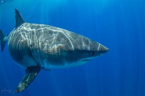 People Are Flipping Out About This Gigantic Shark In Hawaii See The