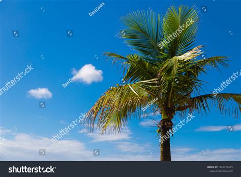 Coconut Tree Blue Sky Stock Photo 1729724575 Shutterstock