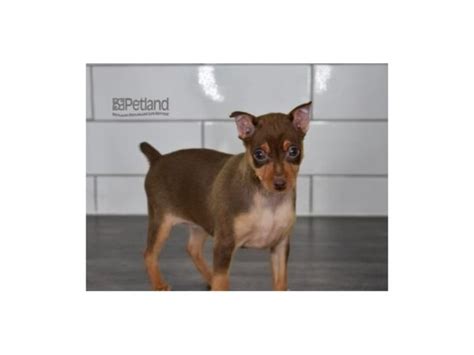 Miniature Pinscher Breed Overview - Petland Independence