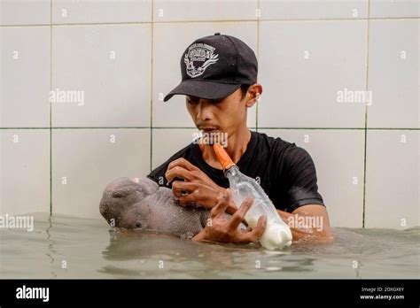 Baby dugong hi-res stock photography and images - Alamy