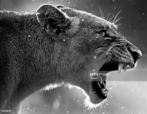 Portrait Of A Lioness Roaring Africa Stock Photo Getty Images