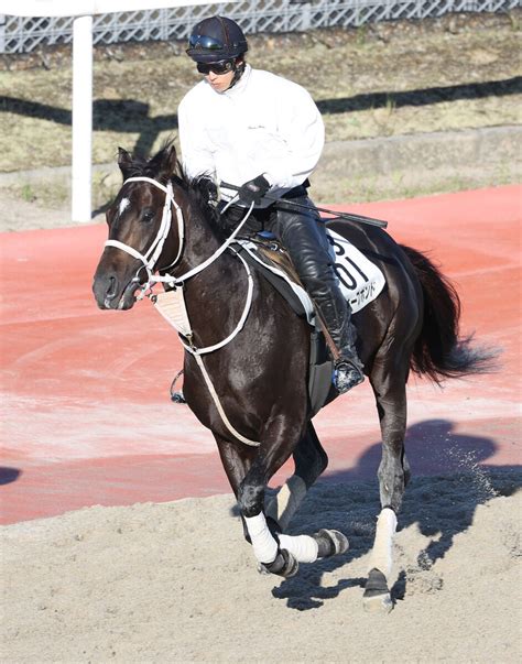 【宝塚記念】ディープボンドが2週前追いで力強い動き 和田竜二騎手「もう2着はいらない」 Umatoku 馬トク