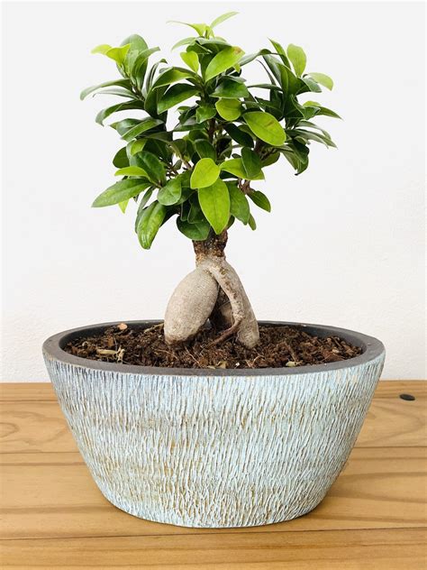 Ficus Microcarpa Ginseng Botanically