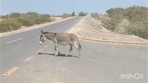 Donkeys Youtube