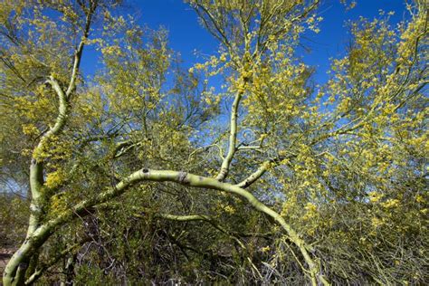 Palo Verde Tree Stock Photo Image Of Leaves Bloom Landscape 32522524