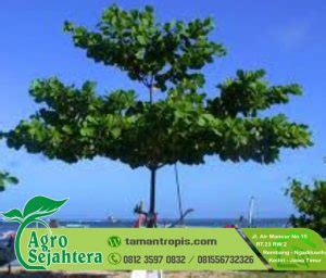 Jual Pohon Ketapang Laut TAMANTROPIS