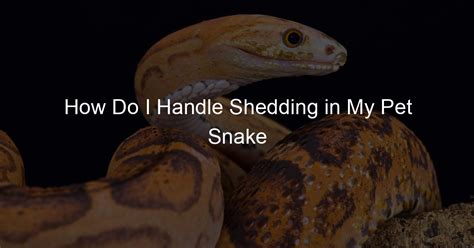 How Do I Handle Shedding in My Pet Snake - Family Snake