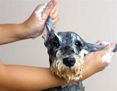 How Often Should Your Dog Be Groomed Smarty Paws Dog Grooming