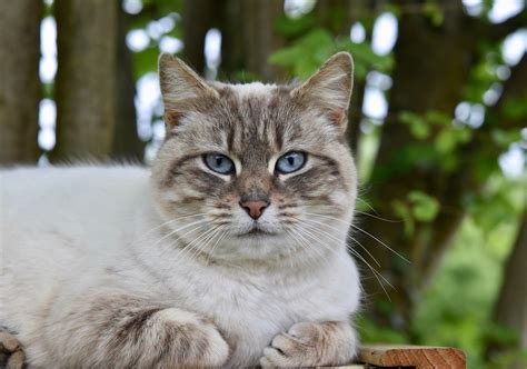 Cat Pussy Pet Free Photo On Pixabay