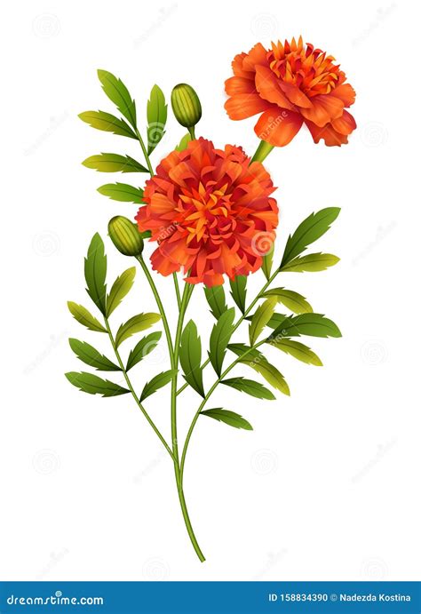 Top 166+ marigold flower drawing easy super hot - seven.edu.vn