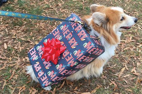 The Most Adorable Corgis Will Star in the Famed Middleburg Christmas Parade