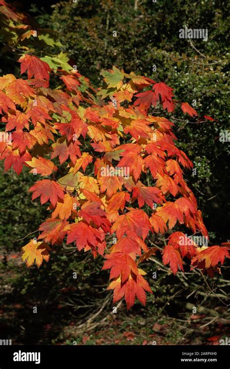 Acer Palmatum Emperador Rojo Fotograf As E Im Genes De Alta Resoluci N