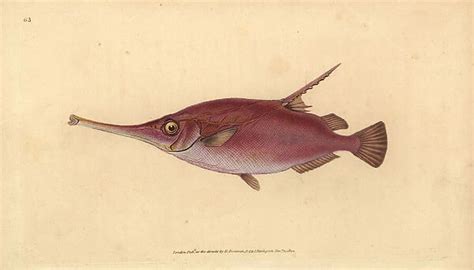 Longspine Snipefish Macroramphosus Scolopax Print 23169042