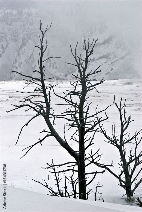 Winter, Mammoth Hot Springs, Yellowstone NP Stock Photo | Adobe Stock