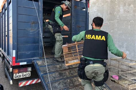 Ibama Apreende Animais Silvestres E Toneladas De Pescado Em