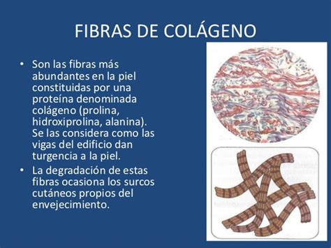 Fibras Col Genas Definici N Funci N Tipos Y M S