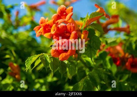 Ape Di Miele Sul Fiore Di Vite Di Trumpet Bellissimi Fiori Rossi Della