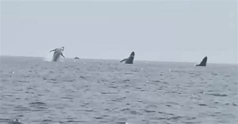 Rare Sighting Three Whales Simultaneously Leap Out Of The Water In