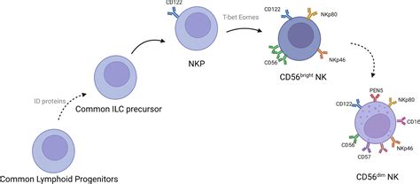 Frontiers Clinical Application And Prospect Of Immune Checkpoint Inhibitors For Car Nk Cell In