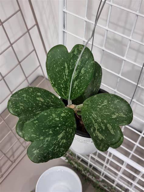Hoya Kerrii Splash Furniture And Home Living Gardening Plants And Seeds
